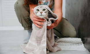 Richtige Pflege für Ihre Katze